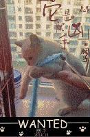 海苔被猫吃了会怎么样